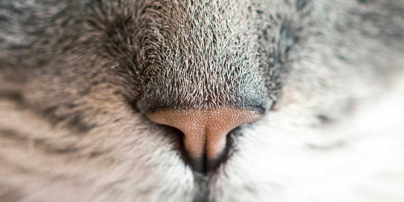 RISC-V开源架构崛起：重塑信息技术与生物科技芯片产业新格局