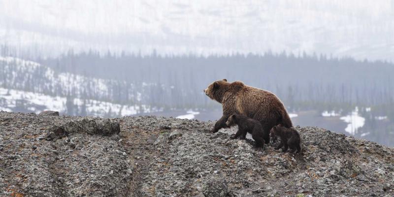 信息技术前沿瞭望:人工智能如何重塑未来科技版图