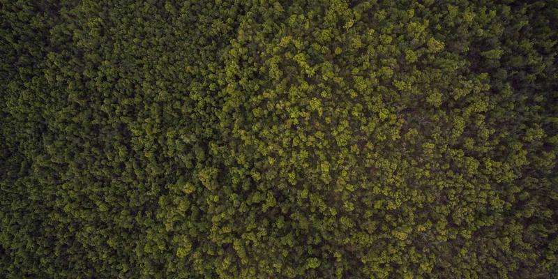 智能城市中的实时交通流量优化：人工智能如何重塑出行未来