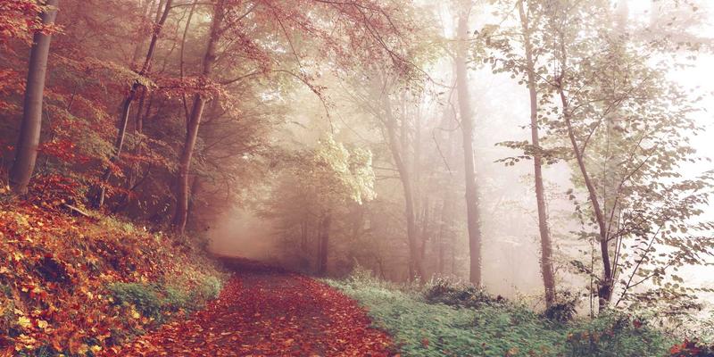 量子计算实用化突破：NISQ时代算法与行业应用场景深度解析